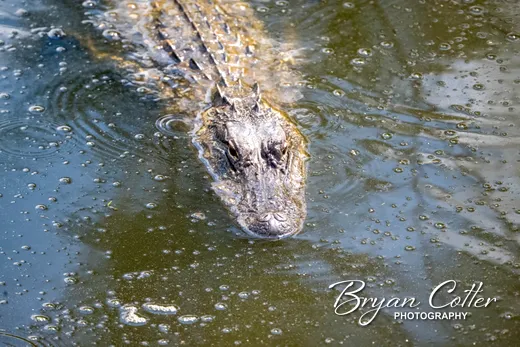 Alligator