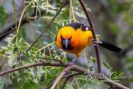 Altamira Oriole