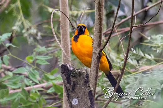 Altamira Oriole