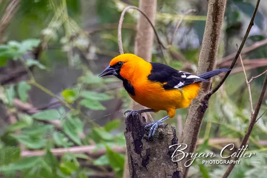 Altamira Oriole