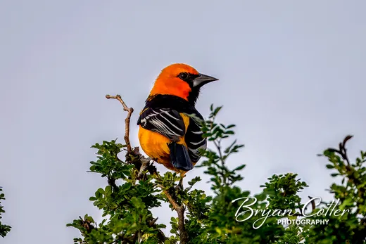 Altamira Oriole