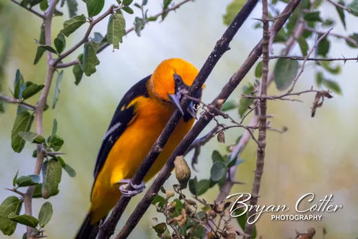 Altamira Oriole