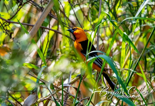 Altamira Oriole
