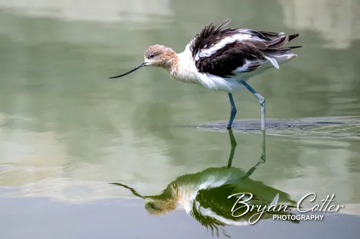 American Avocet