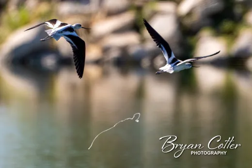 American Avocet photographed in Texas by Bryan Cotter
