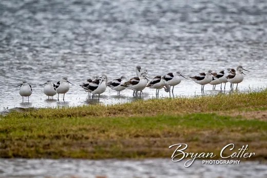 American Avocet