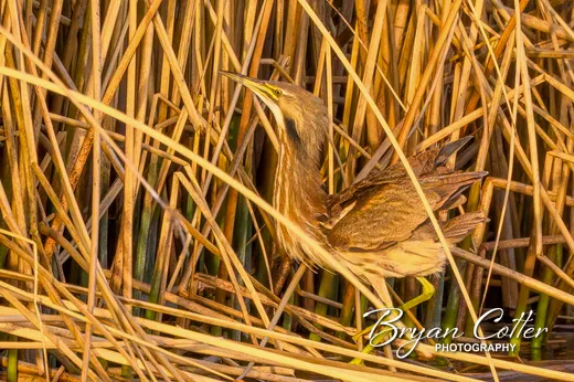 American Bittern