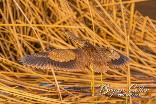 American Bittern