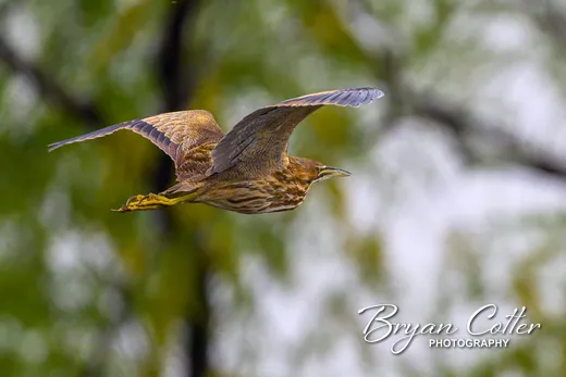 American Bittern