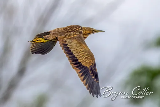 American Bittern