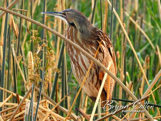 American Bittern