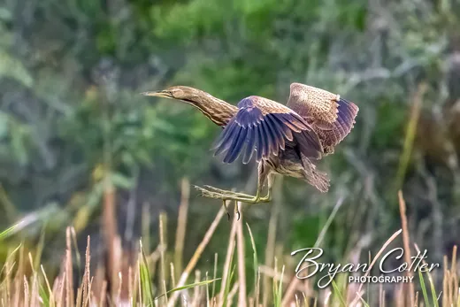 American Bittern