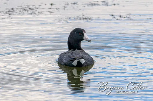 American Coot