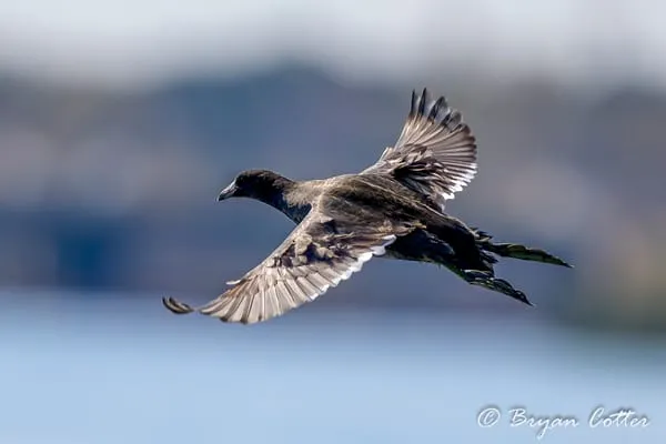 American Coot