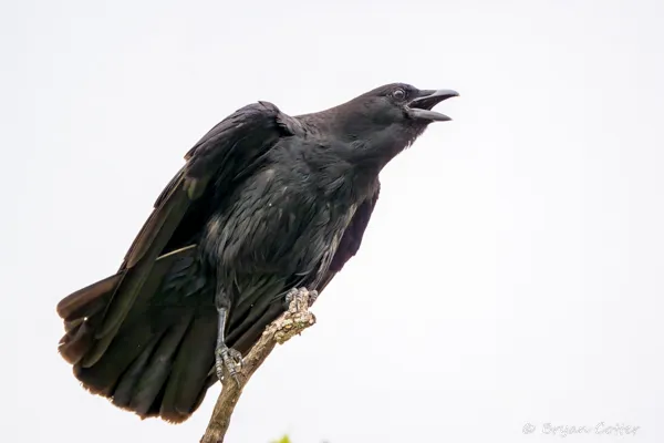 American Crow
