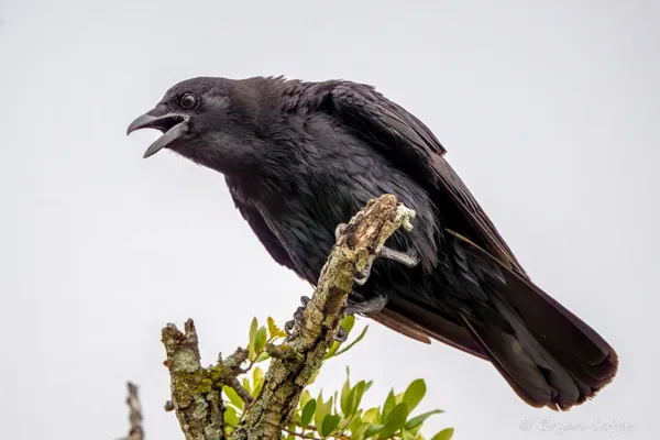 American Crow