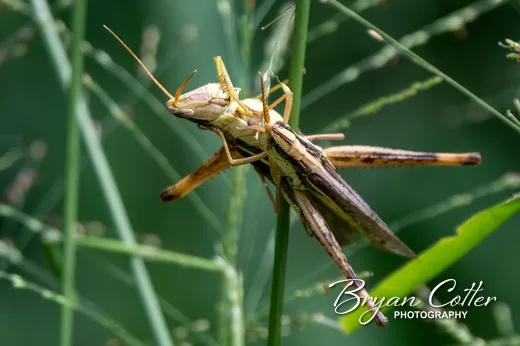 American Bird Grasshopper