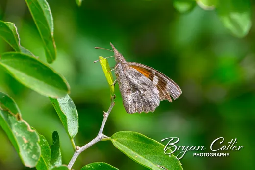 American Snout Butterfly photographed in Texas by Bryan Cotter