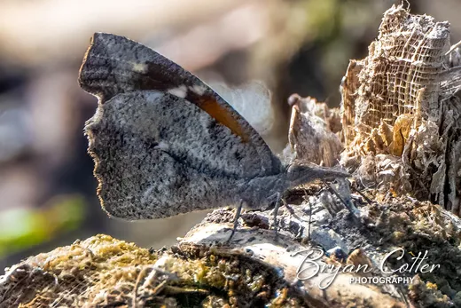 American Snout Butterfly
