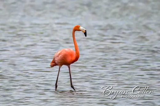 American Flamingo