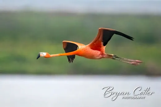 American Flamingo