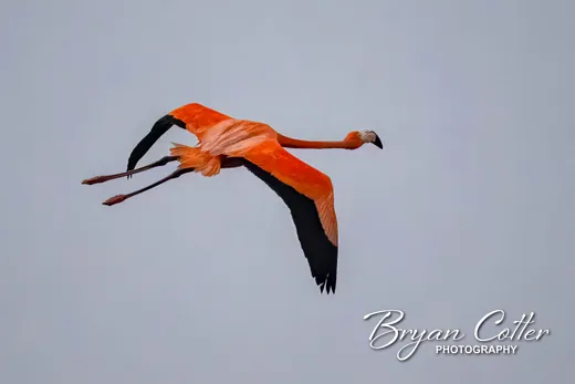 American Flamingo