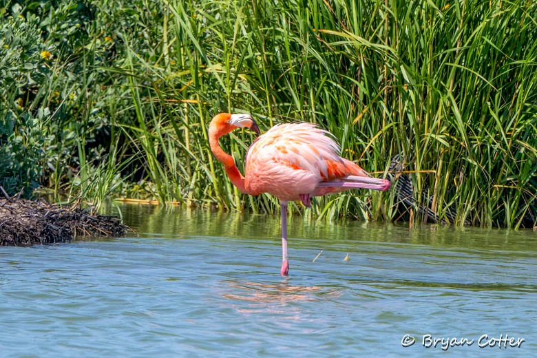 American Flamingo photographed in the Coastal Bend region of Texas by Bryan Cotter