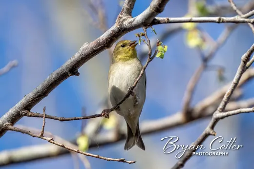 American Goldfinch