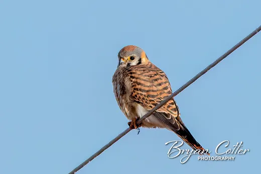 American Kestrel
