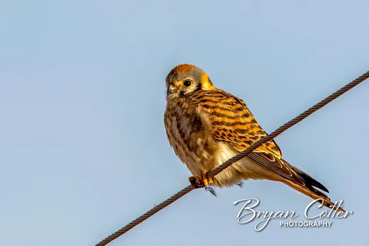 American Kestrel