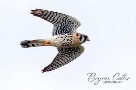 American Kestrel