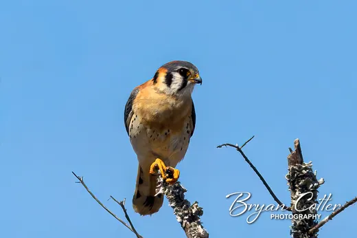 American Kestrel