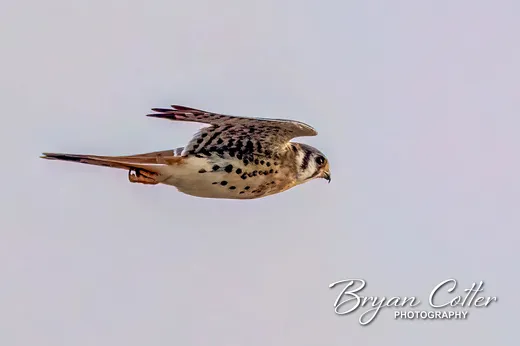 American Kestrel