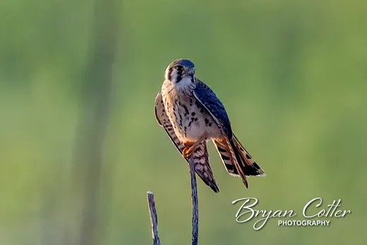 American Kestrel