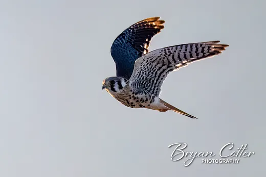 American Kestrel