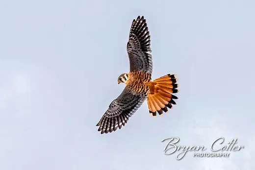 American Kestrel