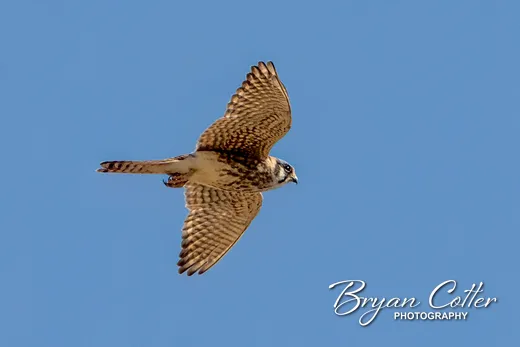 American Kestrel