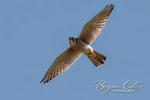 American Kestrel