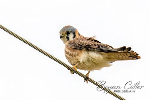 American Kestrel