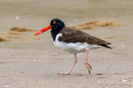 American Oystercatcher photographed in Texas by Bryan Cotter