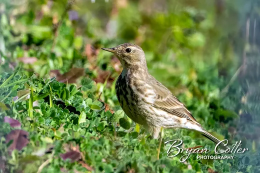 American Pipit