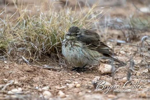American Pipit