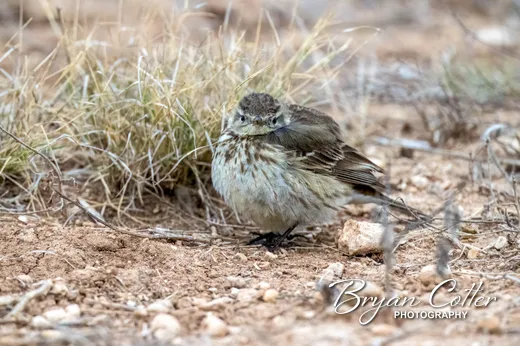 American Pipit