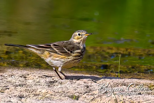 American Pipit