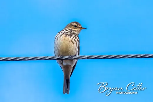 American Pipit