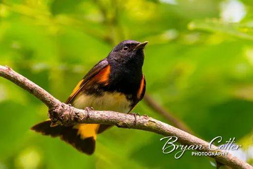 American Redstart