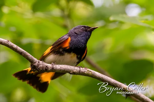 American Redstart
