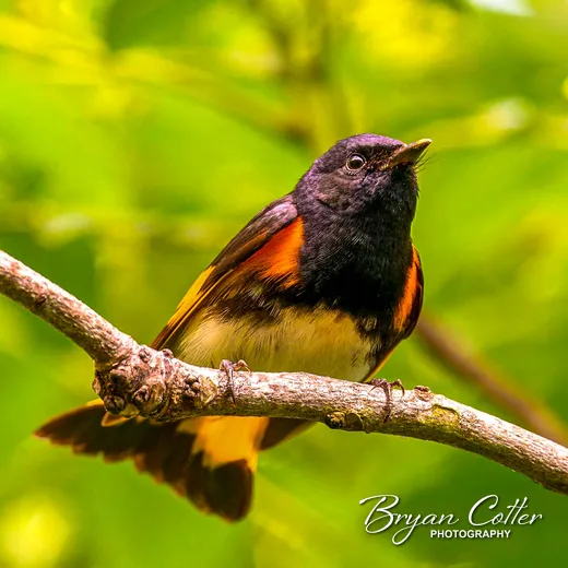 American Redstart