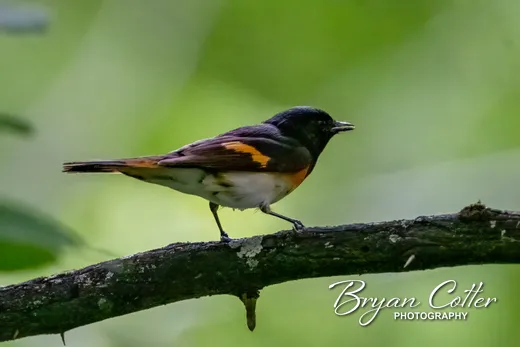 American Redstart