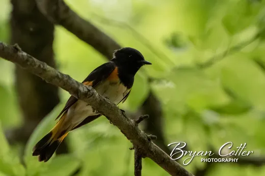 American Redstart